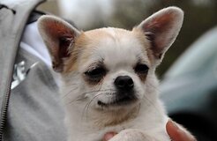 Dingo &scaron;uo
