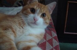 Dingo katinukas