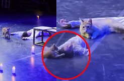 Į sceną įsiveržusi katė &bdquo;Romeo ir Džuljetos&ldquo; tragediją pavertė komedija: vaizdo įra&scaron;as sprogdina internetą