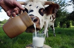 Закупочные цены на молоко в Литве снижаются