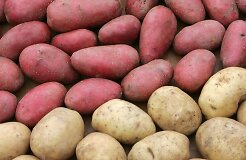Россия запретила импорт картофеля из ЕС