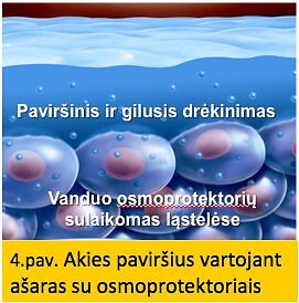4 pav.