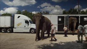 JAV cirko drambliai užtarnauto poilsio vyksta į „atostogų valstiją“