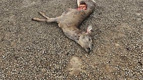 Vilko genama stirna įbėga į sodybą Biržų rajone