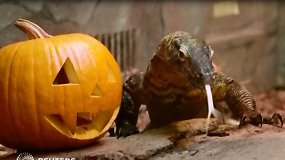Komodo drakonas skanauja Helovino patiekalą: briedieną moliūge su žuvies krauju