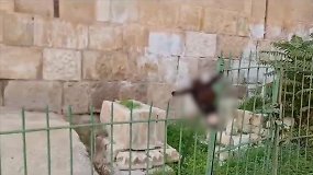 Izraelio naujakuriai pamovė negyvo asilo galvą musulmonų kapinėse