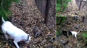 Medžiotojai siundo šunį ant miško gyvūno