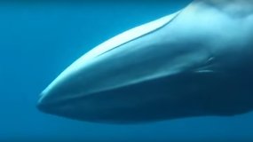 Pirmą kartą parodytas labai retas Omura banginis