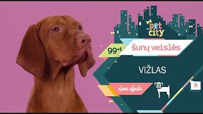 100 &Scaron;unų Veislių: Vižlas