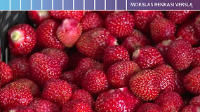 Ar žinote, kas yra liofilizacija ir kur Lietuvos mokslininkai taiko &scaron;į metodą?
