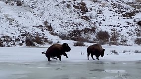 Nufilmuotas paslydęs ir ledu čiuožiantis gremėzdiškas bizonas