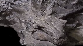 Mokslininkai parodė neįtikėtinai gerai išsilaikiusio dinozauro palaikus