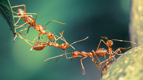 Skruzdėlių augintojas Augustinas: skruzdėlės yra labai protinga civilizacija