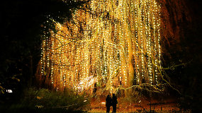Nuostabiausio metų laiko stebuklai prasidėjo: atidarytas 1,5 mln. lempučių išpuoštas Kalėdų sodas