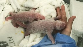 Darbuotojai neteko žado: pirmą kartą Vokietijoje gimė pandų dvynukai