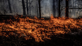 Varėnos rajone užsidegė miškas – gaisras kilo dėl netvarkingo transformatoriaus