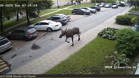 Vilniuje užfiksuotas briedis