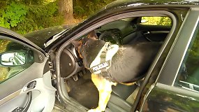 Telšių apskrities policijos tarnybinis šuo rado narkotikus automobilyje