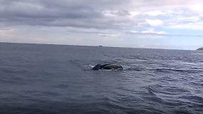 Netikėtas lietuvės susidūrimas su banginiais Fidžyje