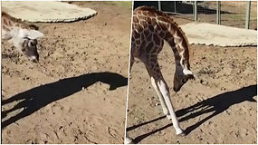Užfiksuotas mielas vaizdelis – žirafos jauniklis pirmą kartą išvydo savo šešėlį