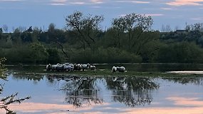 Kėdainiuose Nevėžyje skęsta dešimtys avių