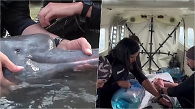 Kolumbijoje išgelbėtas itin retas delfinas: manoma, kad ši rūšis išnyks