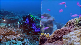 Mokslininkai atrado įspūdingą koralinį rifą: kai kurių koralų skersmuo viršija 2 metrus