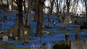 Pavasaris tikrai čia: Bernardinų kapinės pražydo mėlyna scylių jūra