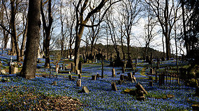 Tarp apsamanojusių paminklų nusidriekė mėlynų žiedelių kilimas – Bernardinų kapinėse pražydo tūkstančiai gėlių