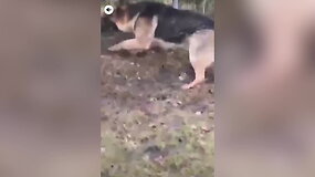 Vyras savo &scaron;unį užpjudo ant svetimos katės