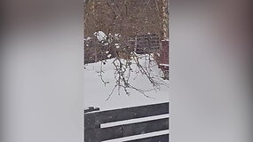 Plungėje tarp gyvenamųjų namų &scaron;eiminkauja lapės