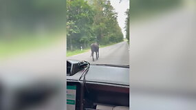 Paramedikai gelbėjo ant kelio besibla&scaron;kantį gyvūną