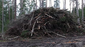 Karas dėl miškų ateities: ar mokslas tikrai neutralus?