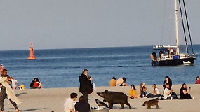 Gdynės paplūdimyje neįprastas vaizdas – tarp poilsiautojų zujantys šernai
