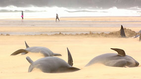 Škotijos krantuose išplukdytos 50 banginių gaišenos: tokio masinio gaišimo atvejo nebuvo du dešimtmečius