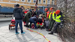 Sodinant liepų medžius, Kaune susižeidė darbuotojas: medis užvirto nutrūkus virvei