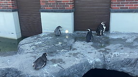 Saulę gaudantys pingvinai sužavėjo minias Jūrų muziejaus smalsuolių