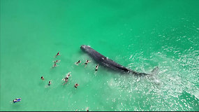 Australijos paplūdimyje banginis užplaukė ant seklumos