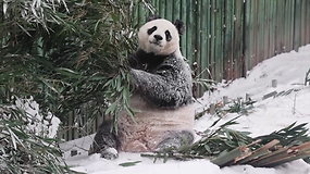 Pekine iškritusiu sniegu džiaugiasi ir didžioji panda