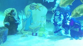 Madrido akvariumo narai ryklių akvariume įrengė prakartėlę