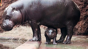 Čekijoje visuomenei pristatytas gruodį gimęs hipopotamas