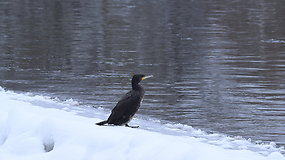 Didysis kormoranas Neryje, Vilniaus mieste