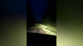 Lietuvoje smarki audra laužė medžius
