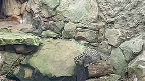 Lenkijos Plocko zoologijos sode leopardė atsivedė du reto porūšio jauniklius