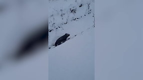 Sniegu užverstoje Klaipėdoje – jautri į griovį įkritusio šunelio istorija