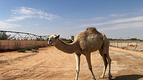 Arabiški kupranugariai ties Dakaro greičio ruožu