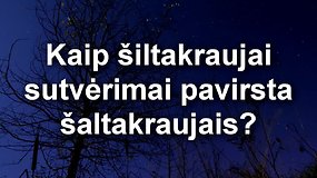 Kur žiemoja šikšnosparniai, kaip jie keičia kūno temperatūrą?