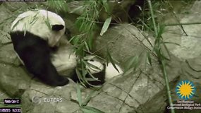 Apsaugos kameros nufilmavo pirmuosius pandos mažylio žingsnius