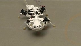 Robotinė salamandra „Pleurobot“