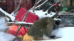 Beždžionės zoologijos sode ruošiasi Naujųjų metų sutikimui